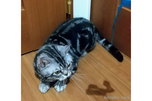 販売中のアメリカンショートヘアの親猫